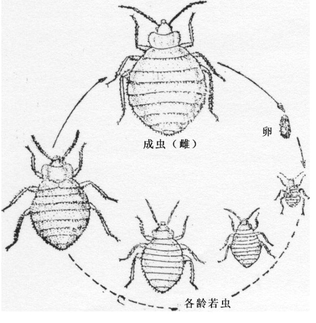 臭蟲2